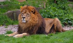 Löwe im Zoo Dortmund