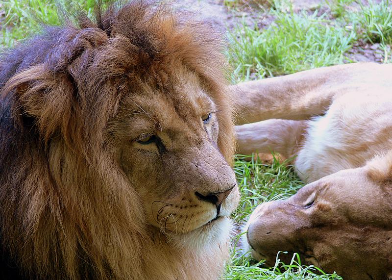 Löwe im Zoo Duisburg