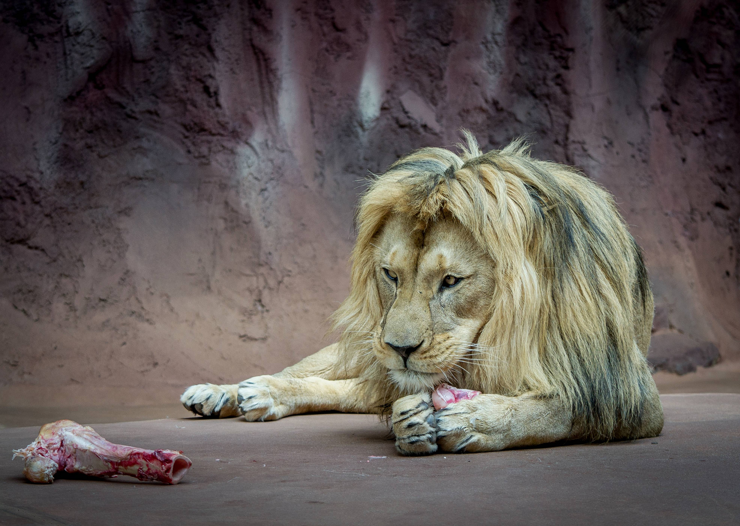 Löwe im Zoo Erfurt nach der Fütterung