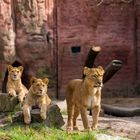 Löwe im Zoo Hannover