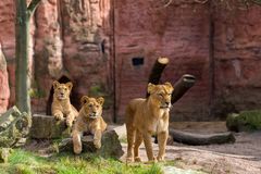 Löwe im Zoo Hannover