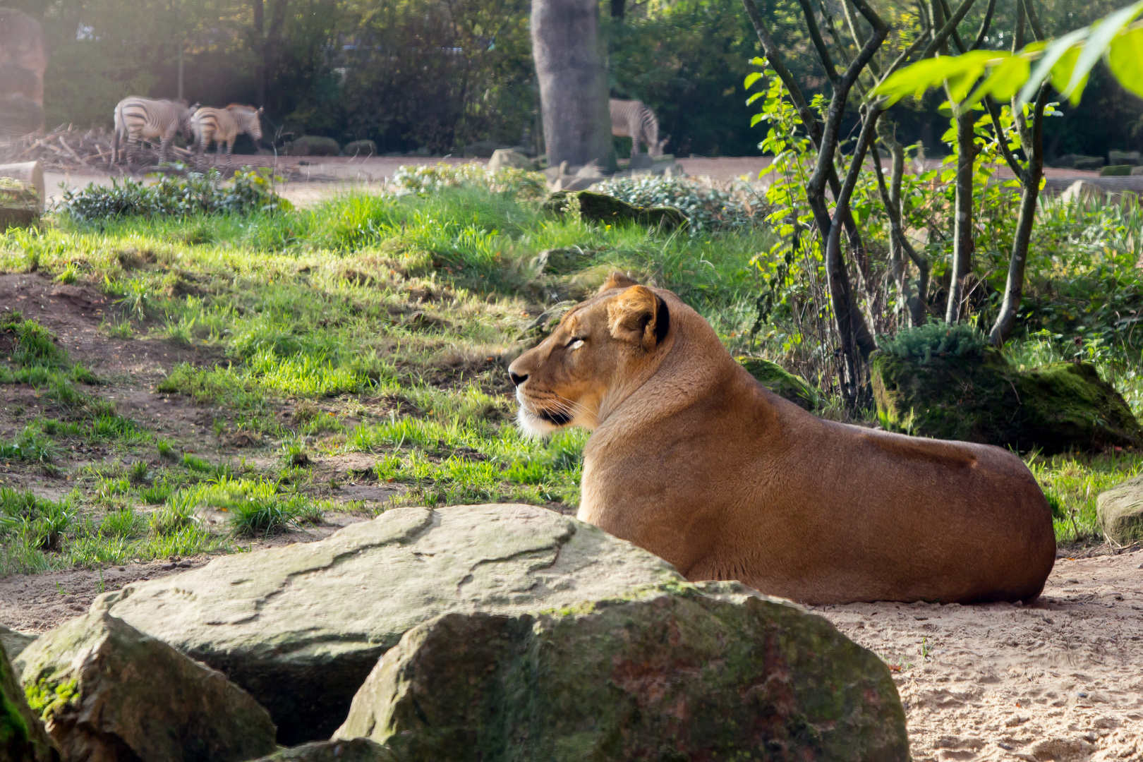 Löwe im Zoo Hannover