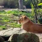 Löwe im Zoo Hannover