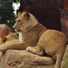 Löwe im Zoo Hannover :)