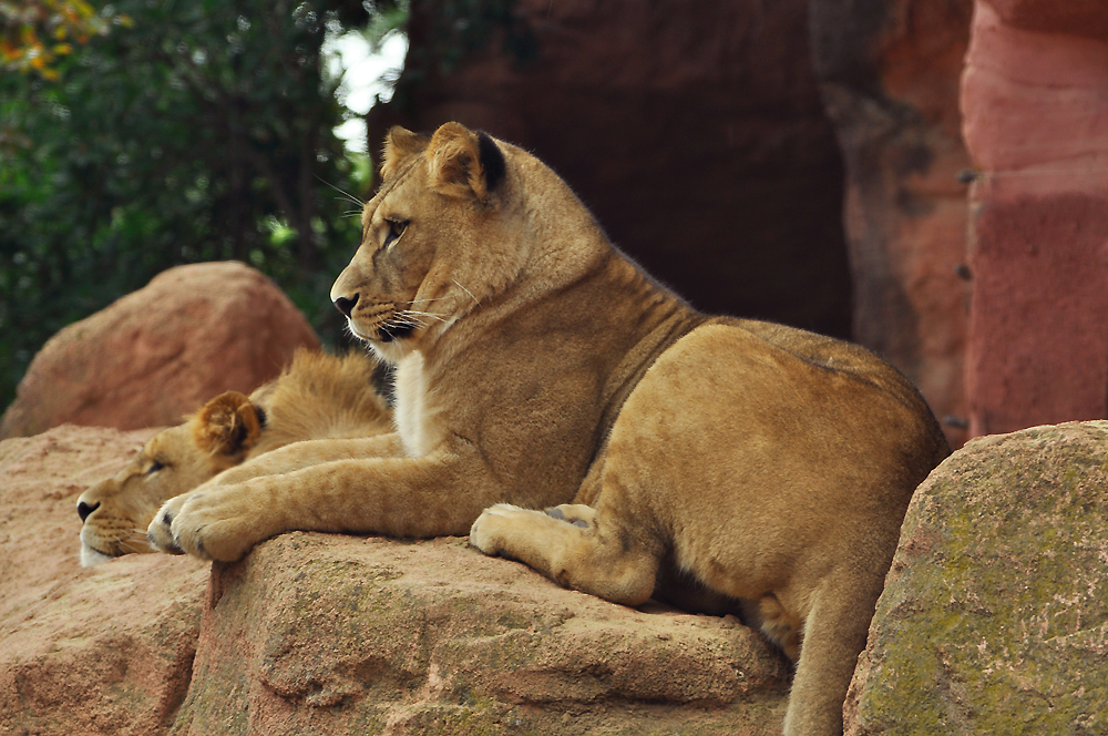 Löwe im Zoo Hannover .