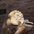 Löwe im Zoo Hannover