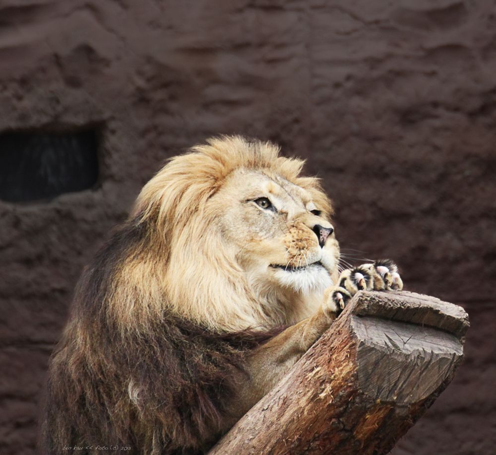 Löwe im Zoo Hannover