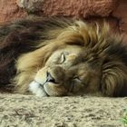 Löwe im Zoo Hannover