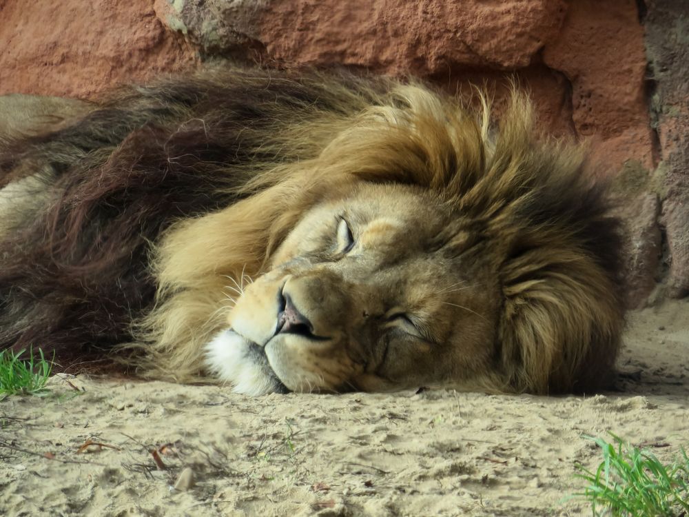 Löwe im Zoo Hannover