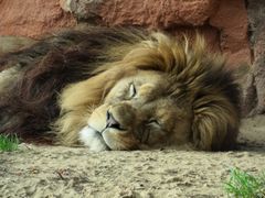 Löwe im Zoo Hannover