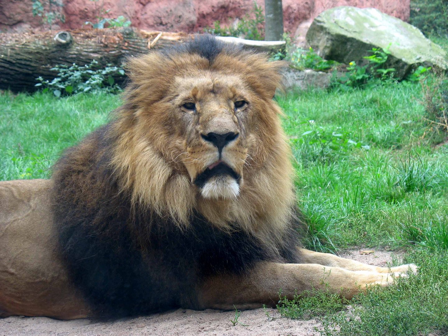 Löwe im Zoo Hannover