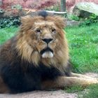 Löwe im Zoo Hannover