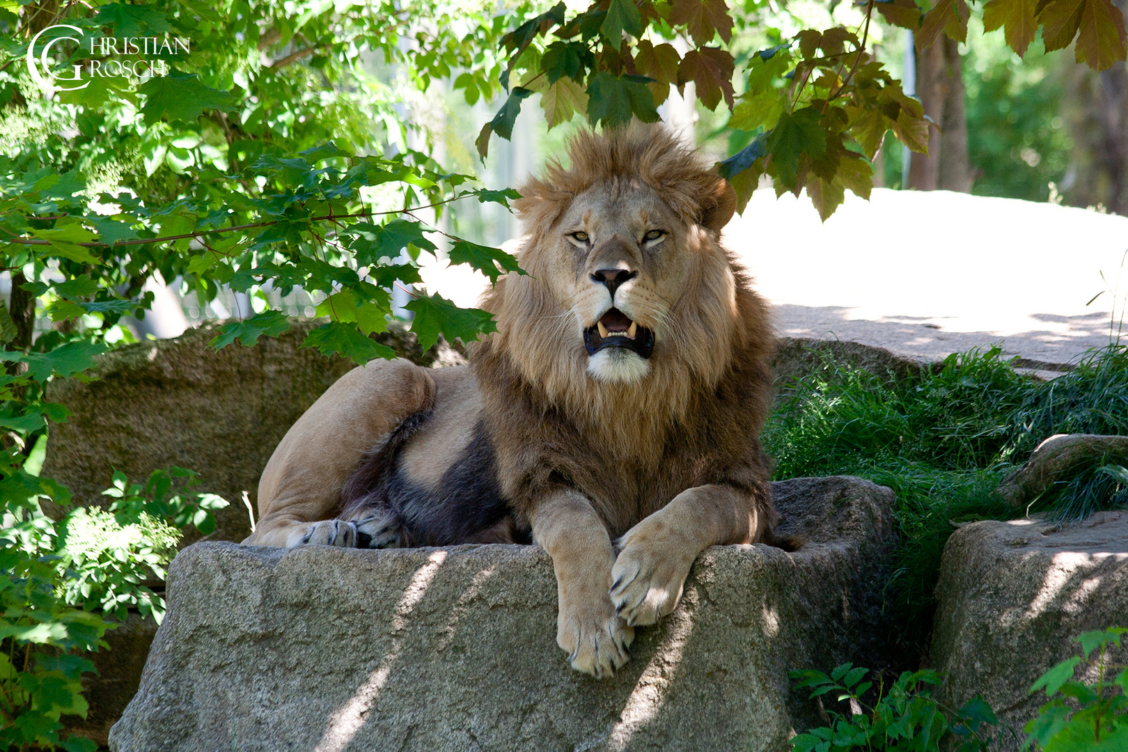 Löwe im Zoo Hellabrunn