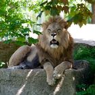 Löwe im Zoo Hellabrunn