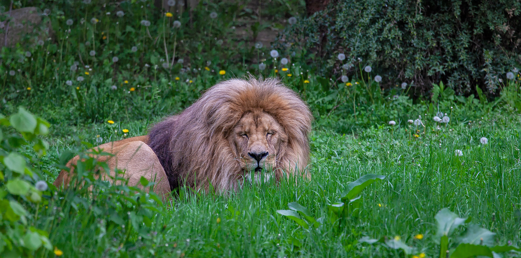 Löwe im Zoo Leipzig 002a