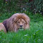 Löwe im Zoo Leipzig 002a