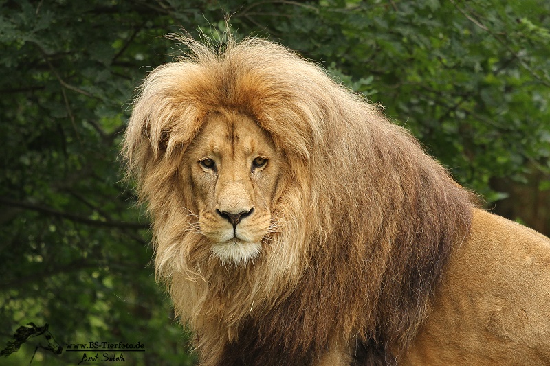 Löwe im Zoo Leipzig