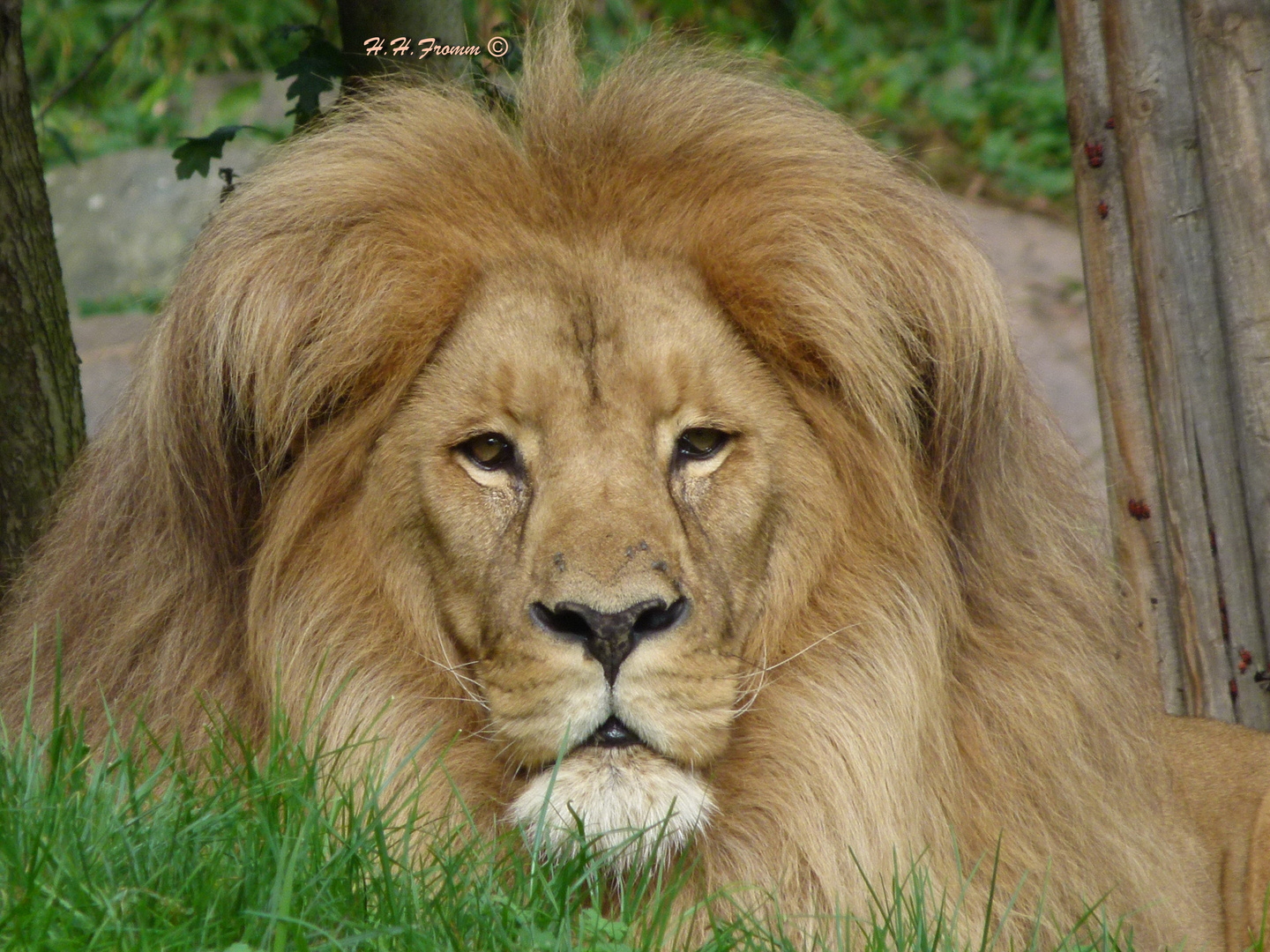 Löwe im Zoo Leipzig Bild 2 - König der Löwen