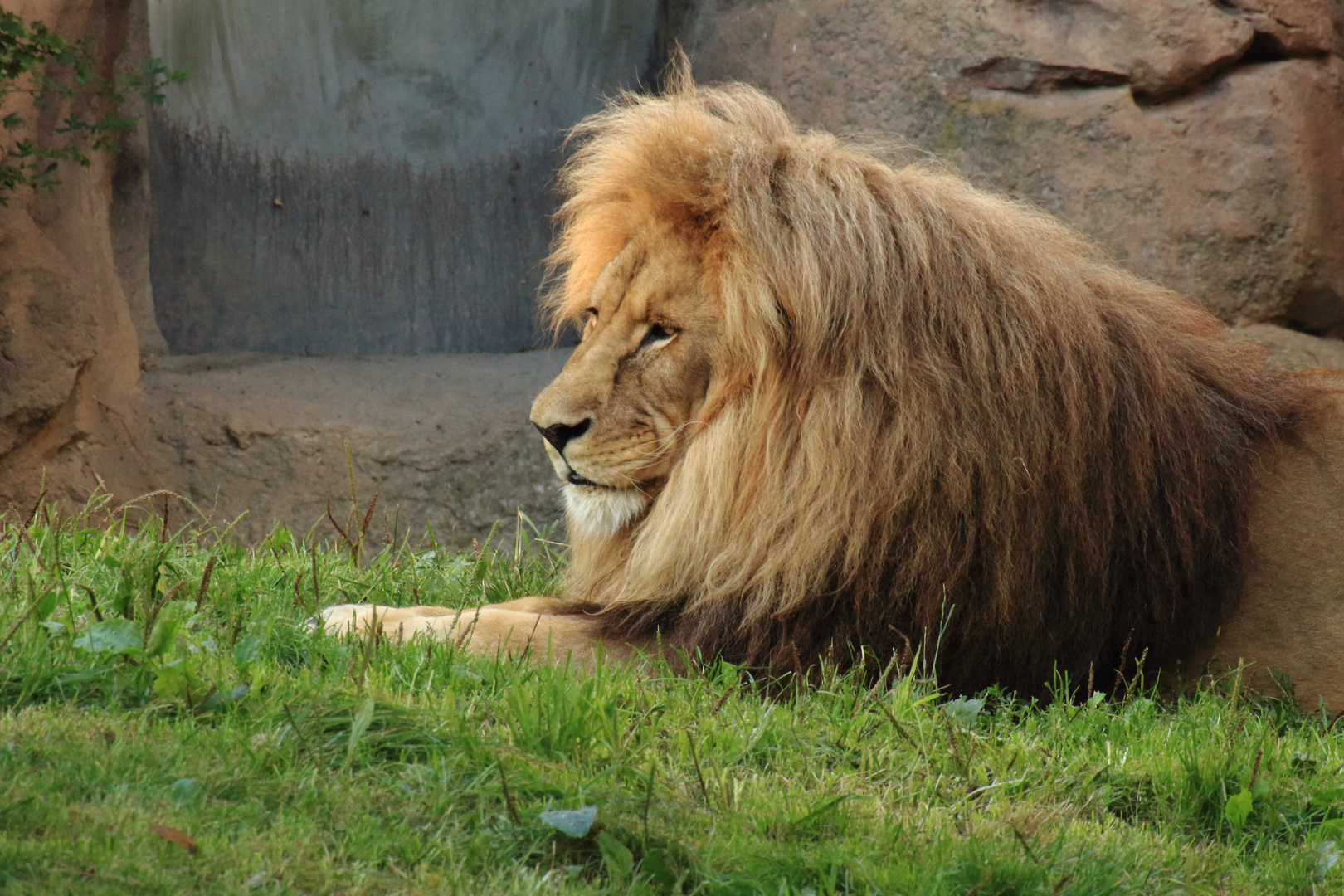 Löwe im Zoo Leipzig