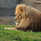 Löwe im Zoo Leipzig