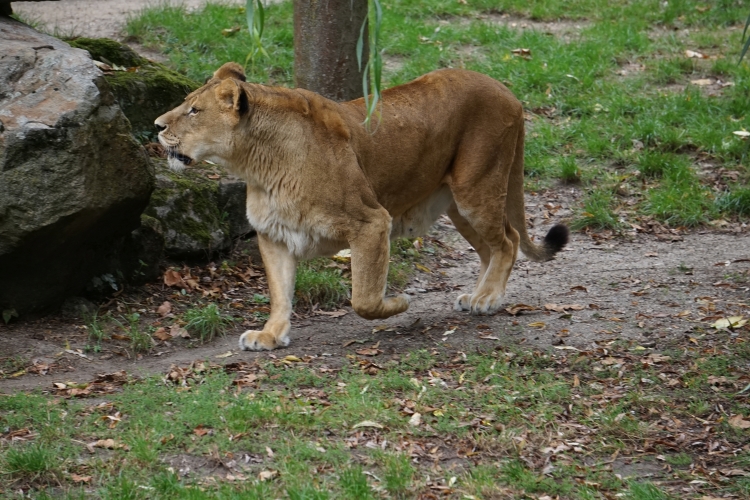Löwe im Zoo Münster