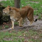 Löwe im Zoo Münster