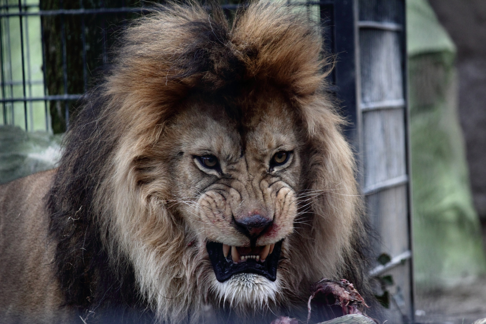 Löwe im Zoo Neuwied