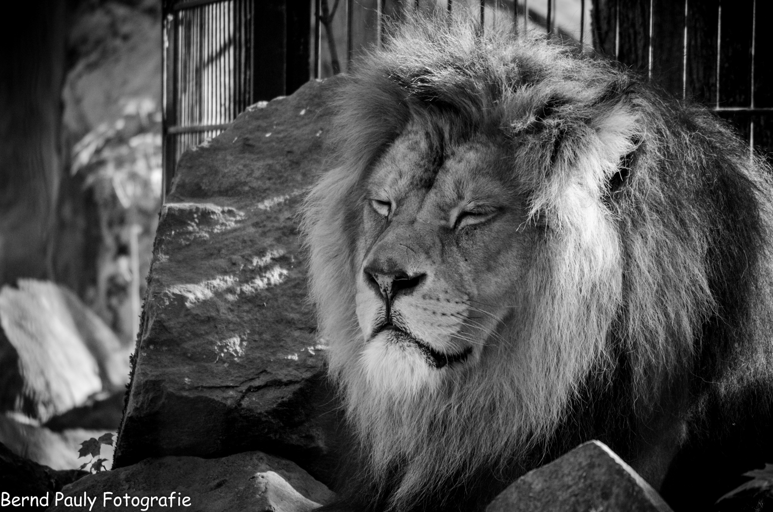 Löwe im Zoo Neuwied