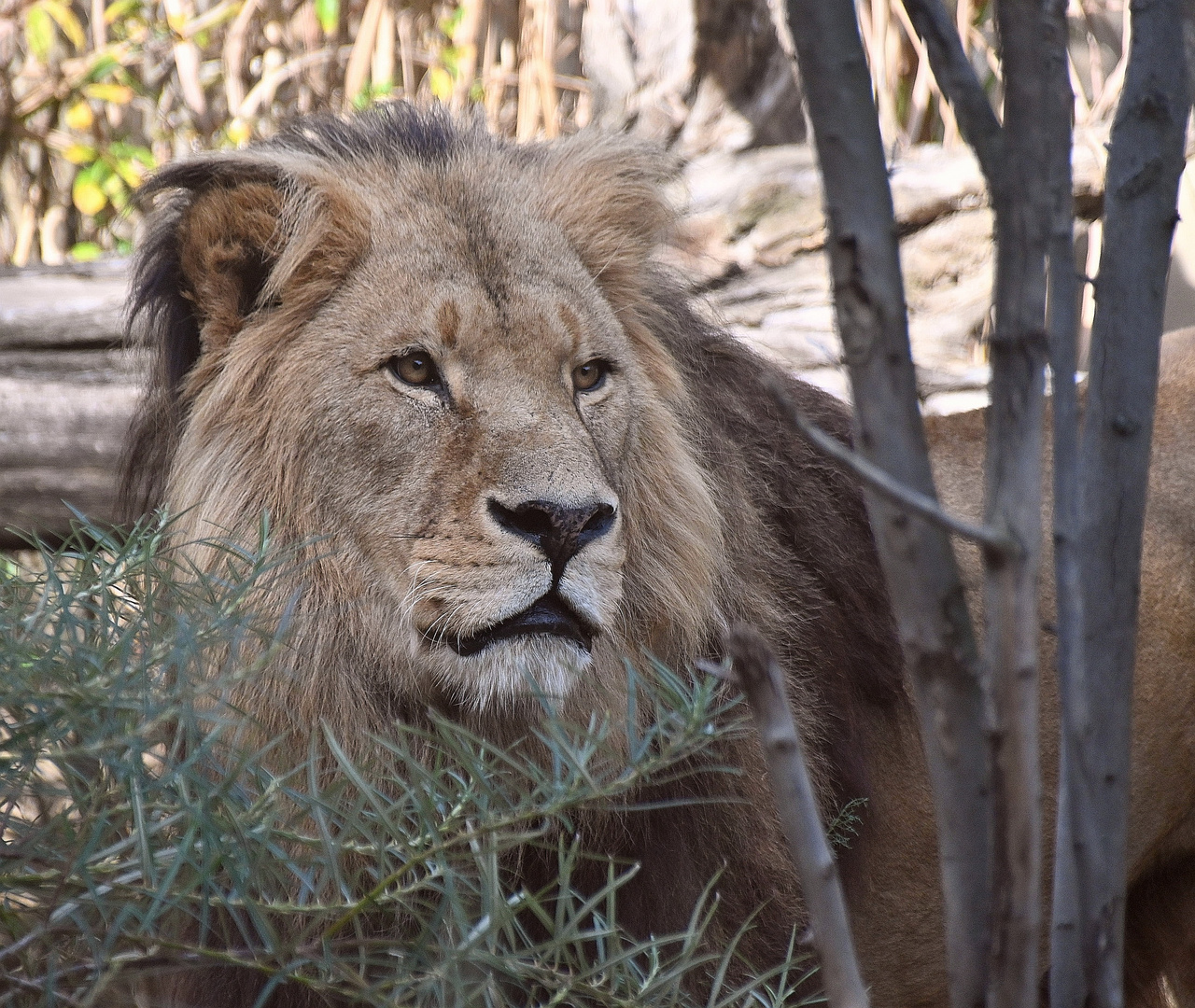 Löwe im Zoo Schönbrunn