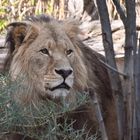 Löwe im Zoo Schönbrunn