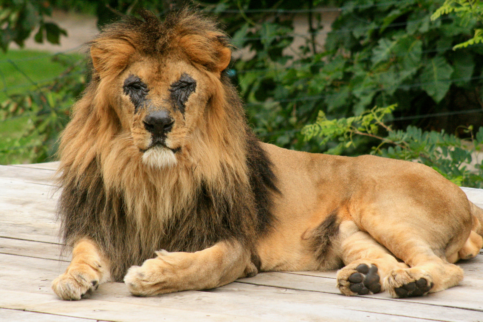 Löwe im Zoo Schwerin