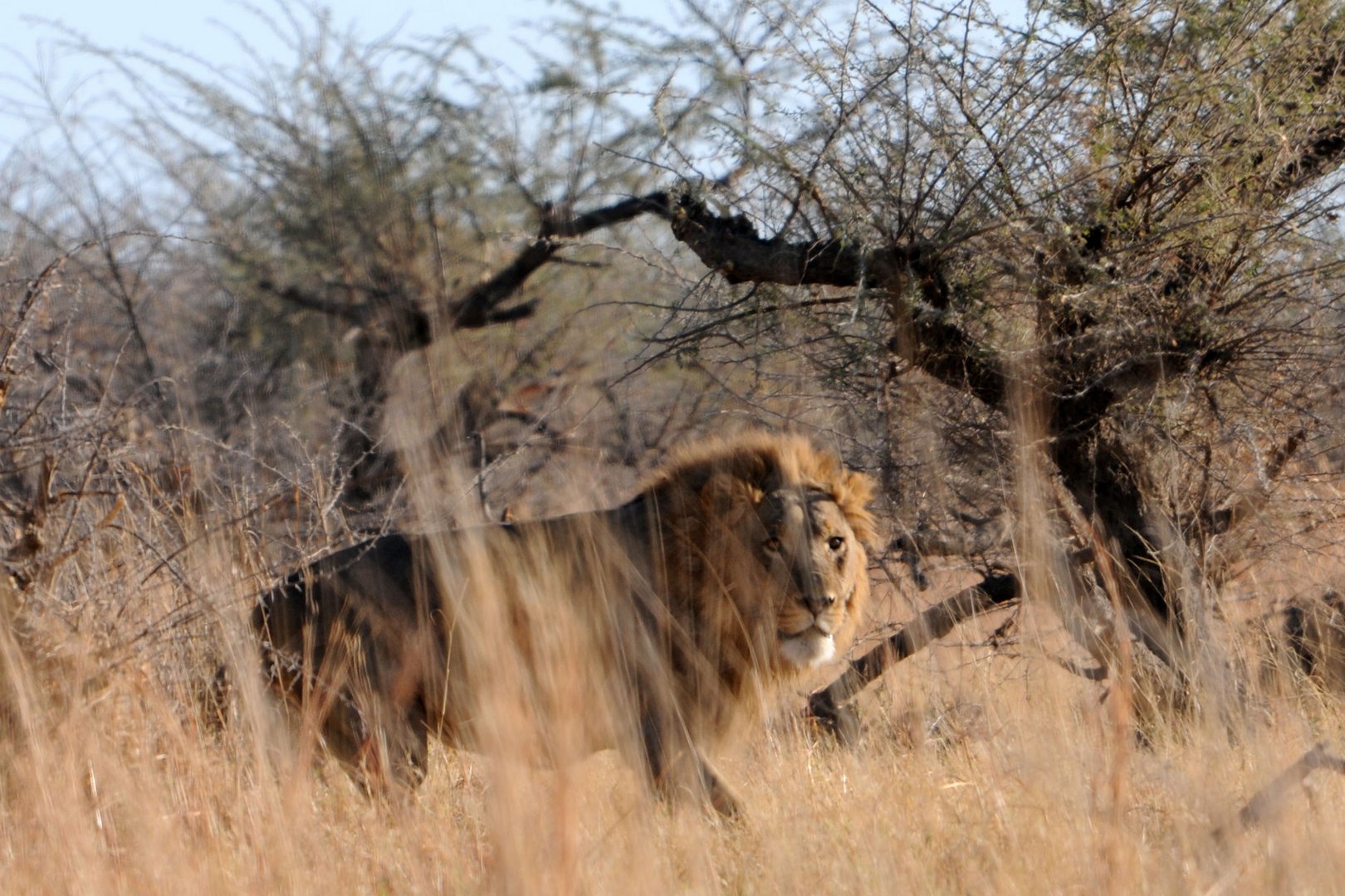 Löwe in Botswana