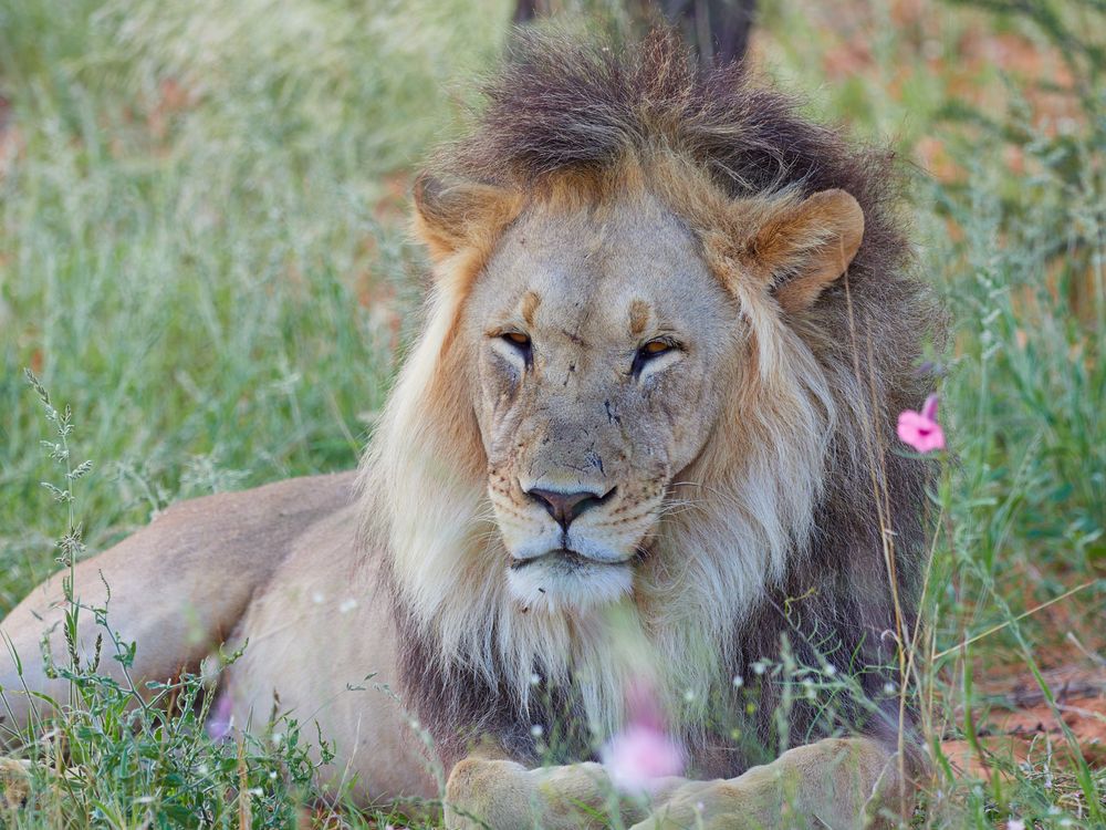 Löwe in bunter Wiese