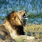 Löwe in den Lepapa Pans, Botswana, Afrika