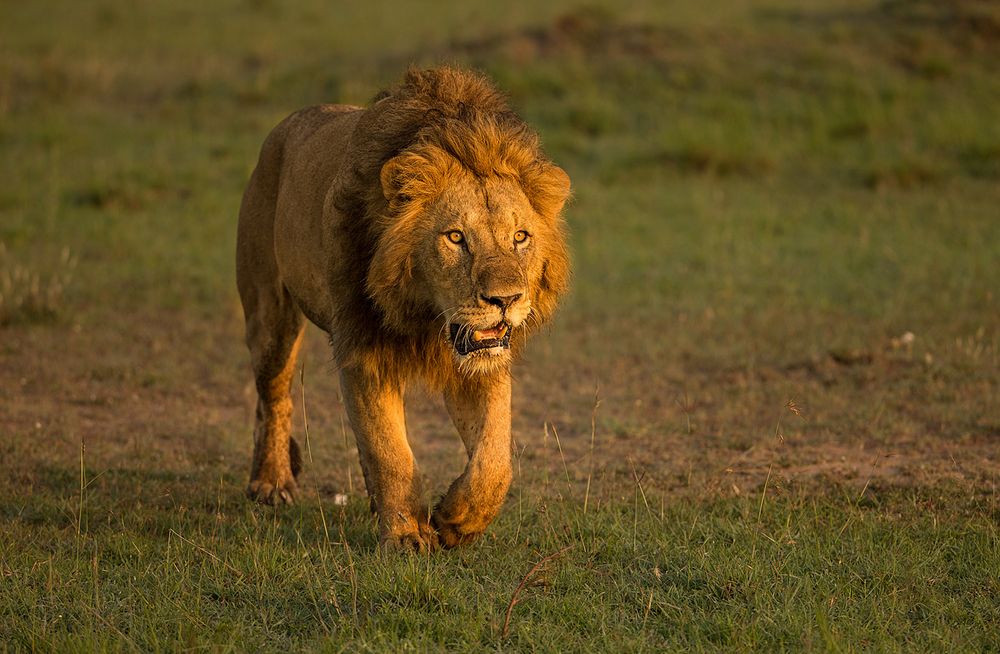 Löwe in der Abendsonne