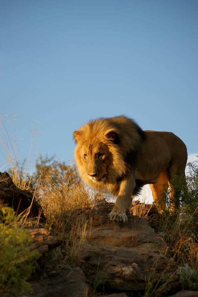 Löwe in der Abendsonne Afrikas von sv3nSKA 