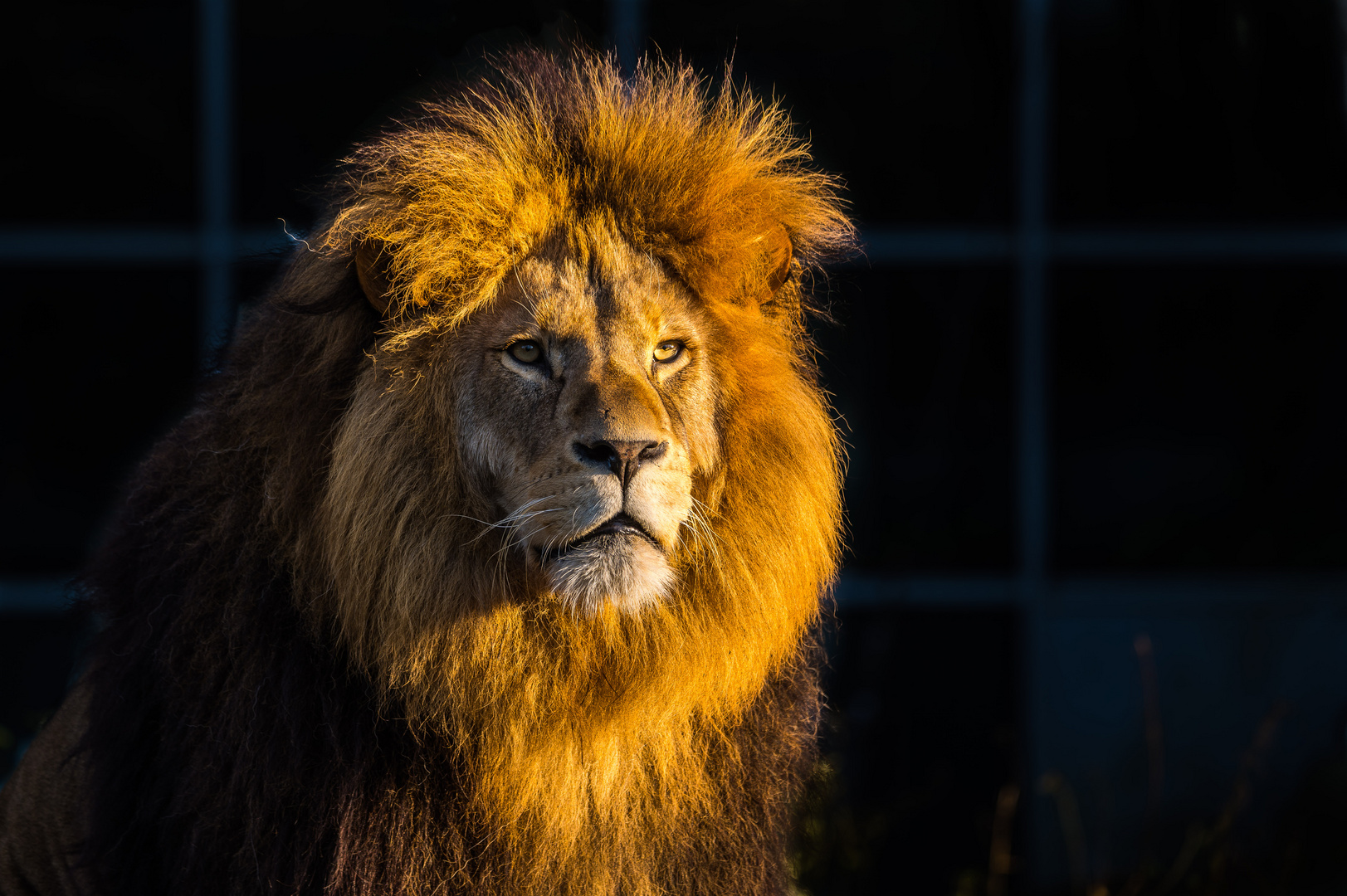 Löwe in der Abendsonne - Tierpark Hellabrunn München