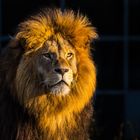 Löwe in der Abendsonne - Tierpark Hellabrunn München