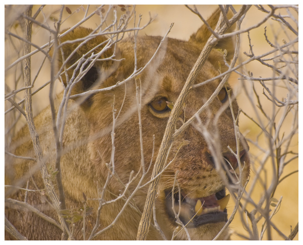 Löwe in der Etosha Pfanne