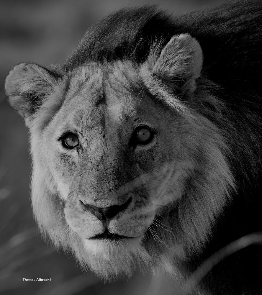 Löwe in der Kalahari Game Lodge