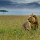 Löwe in der Maasai Mara