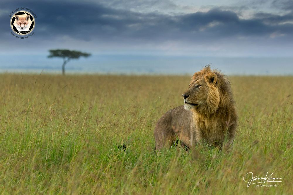 Löwe in der Maasai Mara