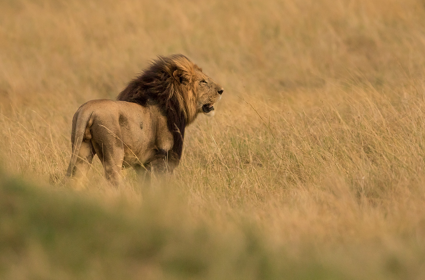 Löwe in der Mara