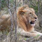 Löwe in der Masai Mara