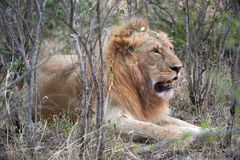 Löwe in der Masai Mara