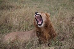 Löwe in der Masai Mara 2