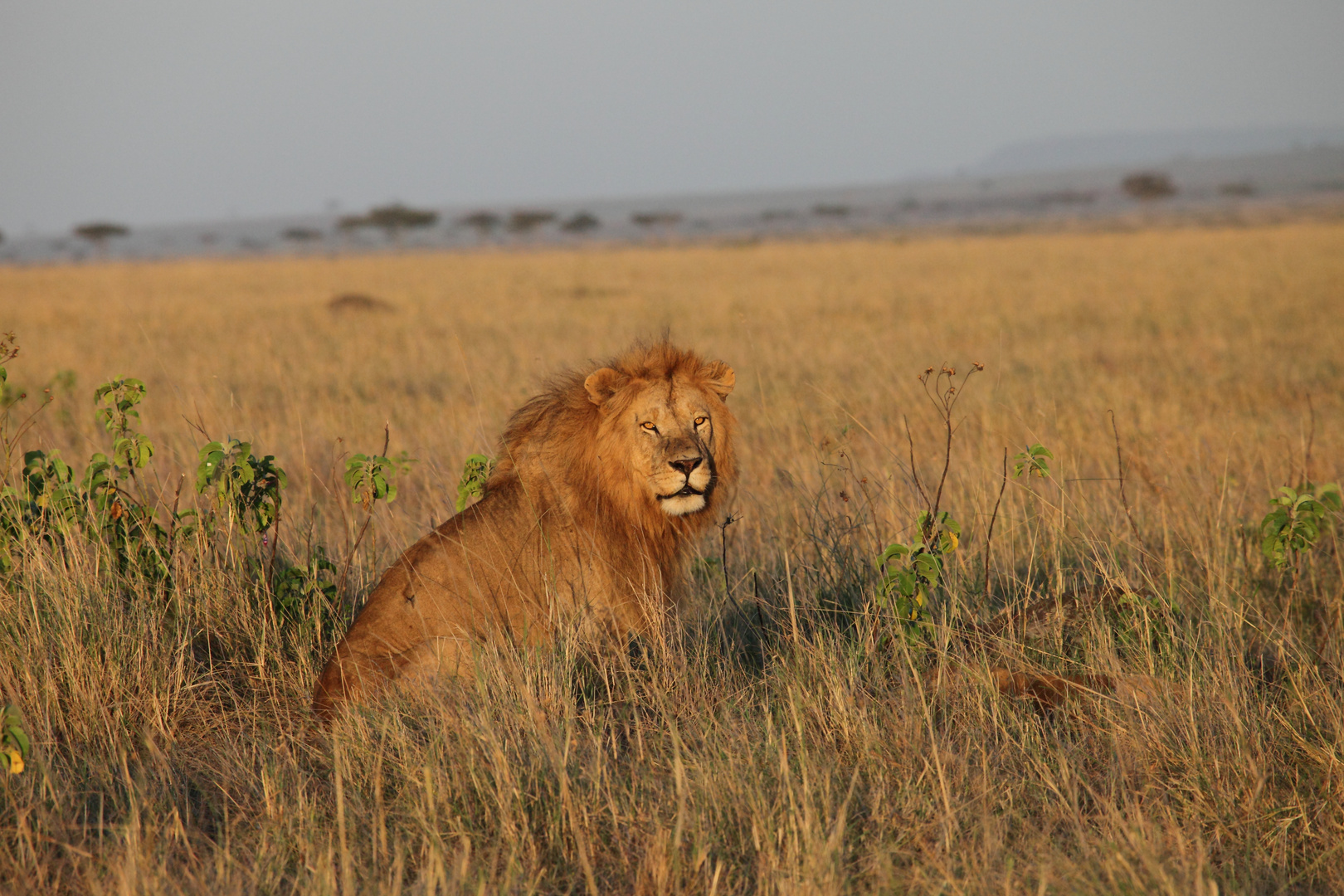 Löwe in der Masai-Mara