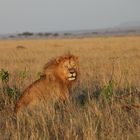 Löwe in der Masai-Mara
