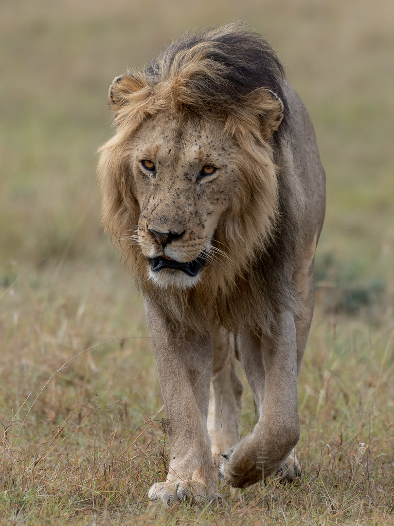 Löwe in der Masai Mara