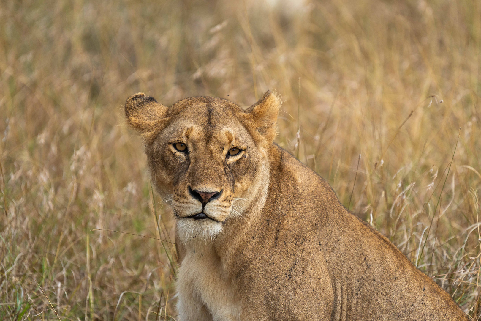 Löwe in der Masai Mara